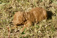 Harriet F1bb Mini Goldendoodle, a female Miniature Goldendoodle for sale in Monterey, TN – 4 of 6