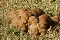 Homer F1bb Mini Goldendoodle, a male Miniature Goldendoodle for sale in Monterey, TN – 3 of 5