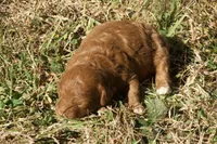Hattie F1bb Mini Goldendoodle, a female Miniature Goldendoodle for sale in Monterey, TN – 2 of 5