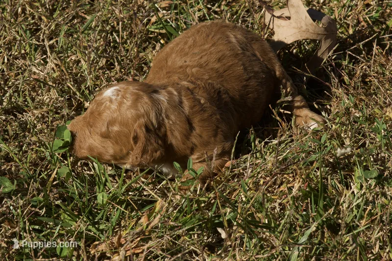Homer F1bb Mini Goldendoodle – Miniature Goldendoodle puppy for sale in Monterey, TN