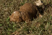 Homer F1bb Mini Goldendoodle, a male Miniature Goldendoodle for sale in Monterey, TN – 1 of 5