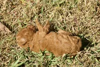 Helena F1bb Mini Goldendoodle, a female Miniature Goldendoodle for sale in Monterey, TN – 2 of 5
