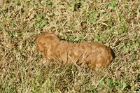 Harley F1bb Mini Goldendoodle, a male Miniature Goldendoodle for sale in Monterey, TN – 4 of 6