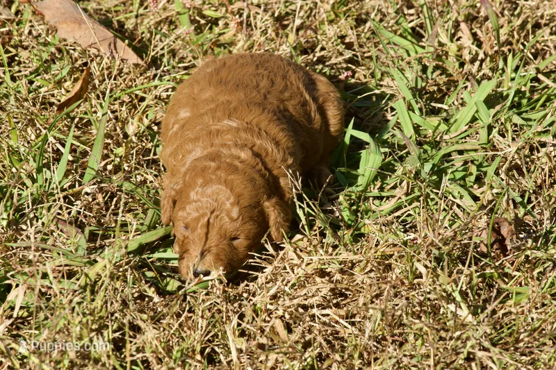 Helena F1bb Mini Goldendoodle – Miniature Goldendoodle puppy for sale in Monterey, TN