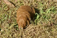 Helena F1bb Mini Goldendoodle, a female Miniature Goldendoodle for sale in Monterey, TN – 1 of 5