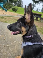 Lucy, a female German Shepherd Dog for sale in Bremerton, WA – 3 of 4