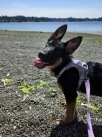 Lucy, a female German Shepherd Dog for sale in Bremerton, WA – 2 of 4