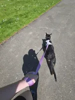 Lucy, a female German Shepherd Dog for sale in Bremerton, WA – 4 of 4