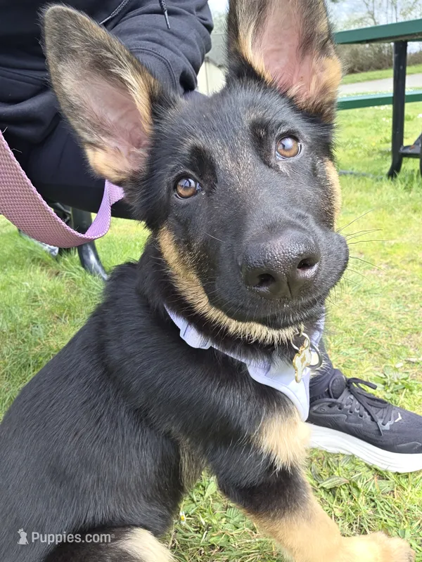 Lucy – German Shepherd Dog puppy for sale in Bremerton, WA
