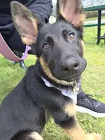 Lucy, a female German Shepherd Dog for sale in Bremerton, WA – 1 of 4