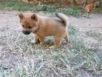 Hiya, a male Shiba Inu for sale in Granby, MO – 1 of 1