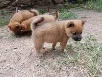 White Paw, a male Shiba Inu for sale in Granby, MO – 1 of 1