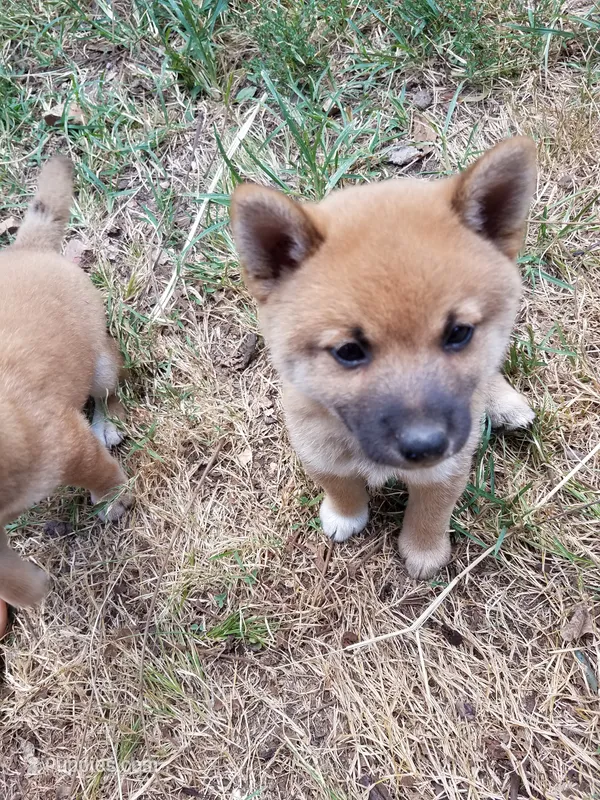 White Paw – Shiba Inu puppy for sale in Granby, MO