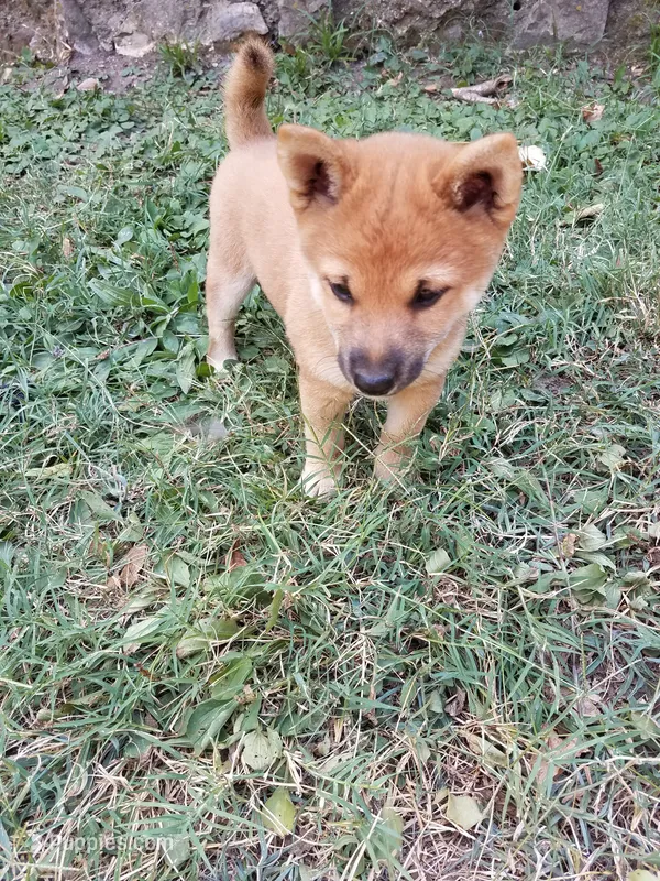 Little Red – Shiba Inu puppy for sale in Granby, MO