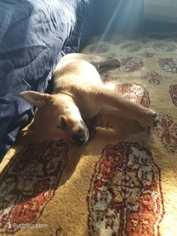 Little Red – Shiba Inu puppy for sale in Granby, MO