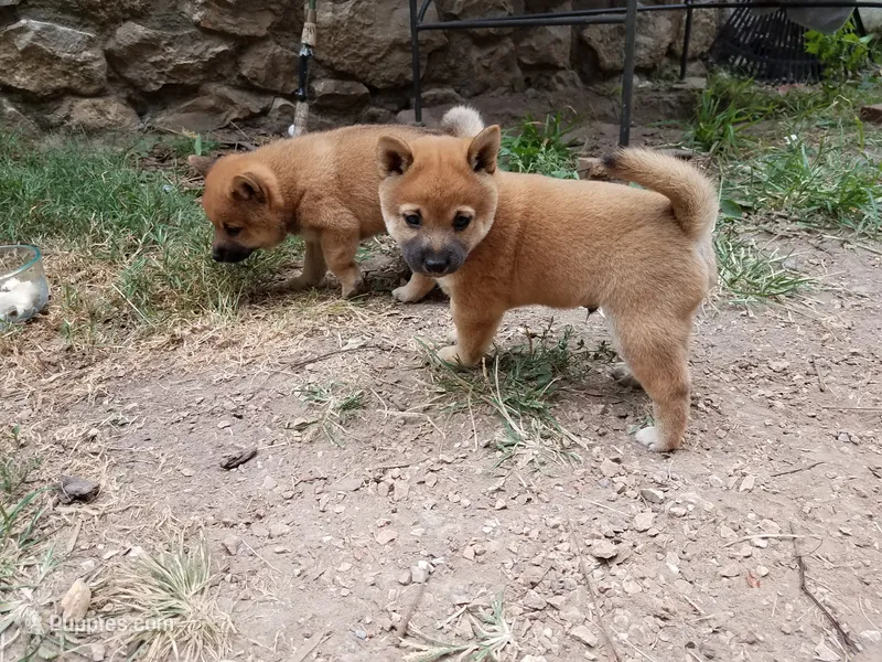 Little Red – Shiba Inu puppy for sale in Granby, MO