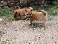 Little Red, a male Shiba Inu for sale in Granby, MO – 1 of 1