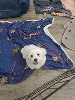 Onewhitepuppy, a male Shichon for sale in Wentzville, MO – Photo 5 of 5