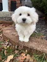 Onewhitepuppy, a male Shichon for sale in Wentzville, MO – Photo 1 of 5