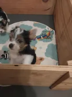 Remington, a male Yorkshire Terrier and Biewer for sale in Columbia, SC – 2 of 7
