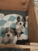 Dakota Sky, a female Yorkshire Terrier and Biewer for sale in Columbia, SC – 5 of 7