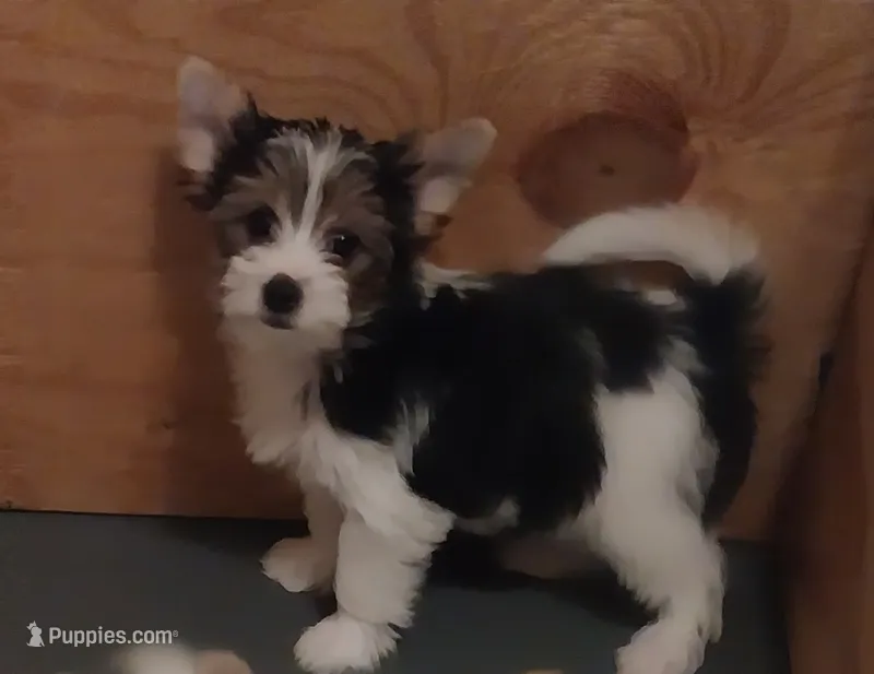 Dakota Sky – Yorkshire Terrier, Biewer puppy for sale in Columbia, SC