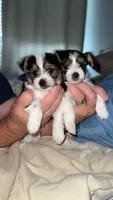 Remington, a male Yorkshire Terrier and Biewer for sale in Columbia, SC – 4 of 7