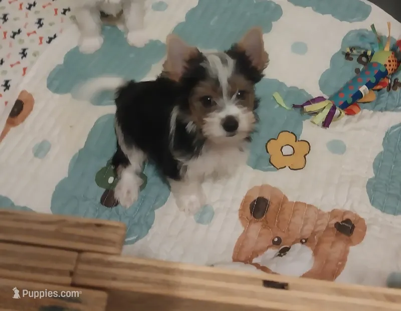 Remington – Yorkshire Terrier, Biewer puppy for sale in Columbia, SC