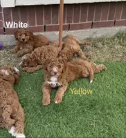 Cracker Jack , a male Aussiedoodle and Bernedoodle for sale in Rowlett, TX – 3 of 6