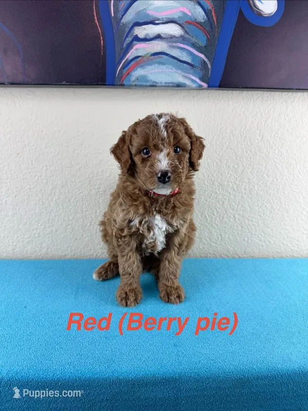 Berry Pie – Aussiedoodle, Miniature Bernedoodle puppy for sale in Rowlett, TX