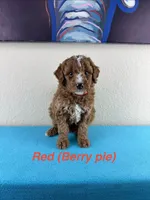 Berry Pie, a male Aussiedoodle and Miniature Bernedoodle for sale in Rowlett, TX – 1 of 6