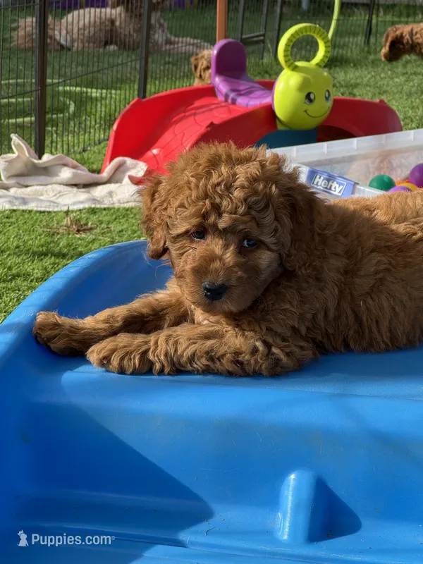 9 To 5 – Aussiedoodle, Miniature Bernedoodle puppy for sale in Rowlett, TX