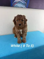9 To 5, a male Aussiedoodle and Miniature Bernedoodle for sale in Rowlett, TX – 1 of 6