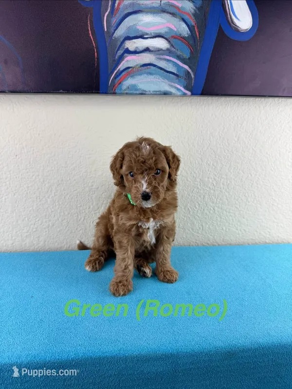 Romeo  – Aussiedoodle, Miniature Bernedoodle puppy for sale in Rowlett, TX