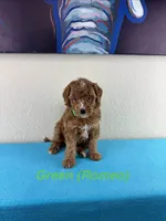 Romeo , a male Aussiedoodle and Miniature Bernedoodle for sale in Rowlett, TX – 1 of 6