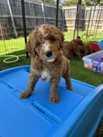 Berry Pie, a male Miniature Bernedoodle and Miniature Aussiedoodle for sale in Rowlett, TX – 5 of 10