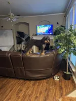 9 To 5, a male Aussiedoodle and Miniature Bernedoodle for sale in Rowlett, TX – 2 of 6