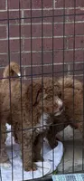 Cracker Jack , a male Aussiedoodle and Bernedoodle for sale in Rowlett, TX – 6 of 6