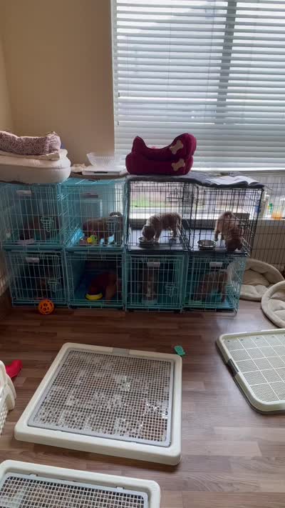 Berry Pie, a male Aussiedoodle and Miniature Bernedoodle for sale in Rowlett, TX – 4 of 6