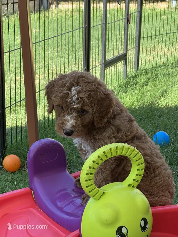 Berry Pie – Aussiedoodle, Miniature Bernedoodle puppy for sale in Rowlett, TX