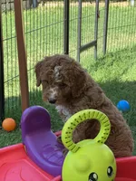 Berry Pie, a male Miniature Bernedoodle and Miniature Aussiedoodle for sale in Rowlett, TX – 3 of 10
