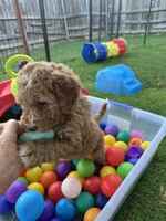 Jolene, a female Miniature Bernedoodle and Miniature Aussiedoodle for sale in Rowlett, TX – 4 of 10
