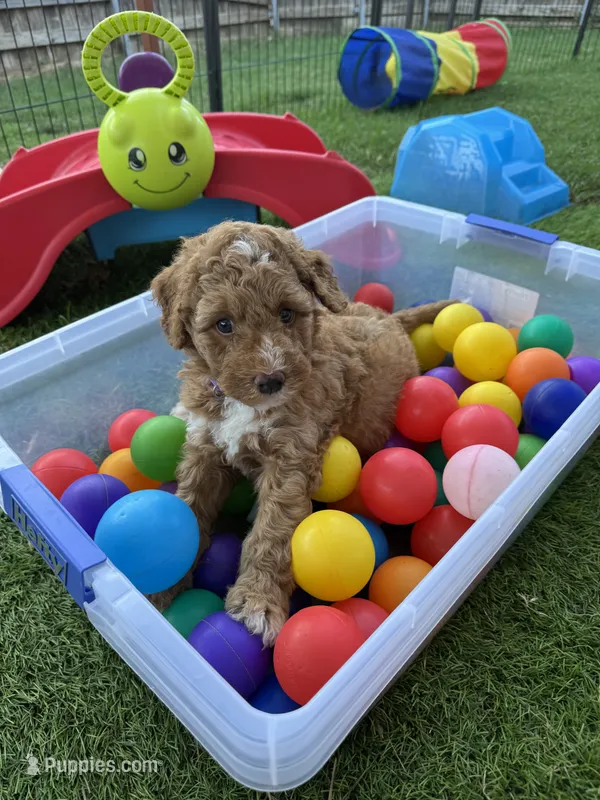 Jolene – Miniature Bernedoodle puppy for sale in Rowlett, TX