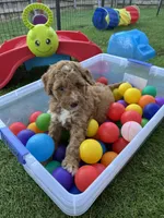 Jolene, a female Miniature Bernedoodle and Miniature Aussiedoodle for sale in Rowlett, TX – 3 of 10