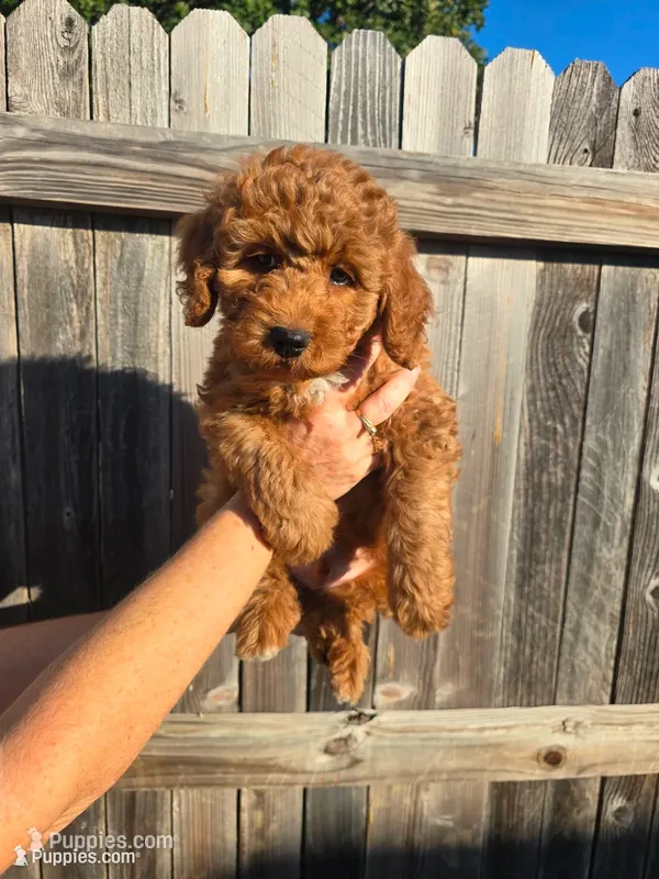 9 To 5 – Aussiedoodle, Miniature Bernedoodle puppy for sale in Rowlett, TX
