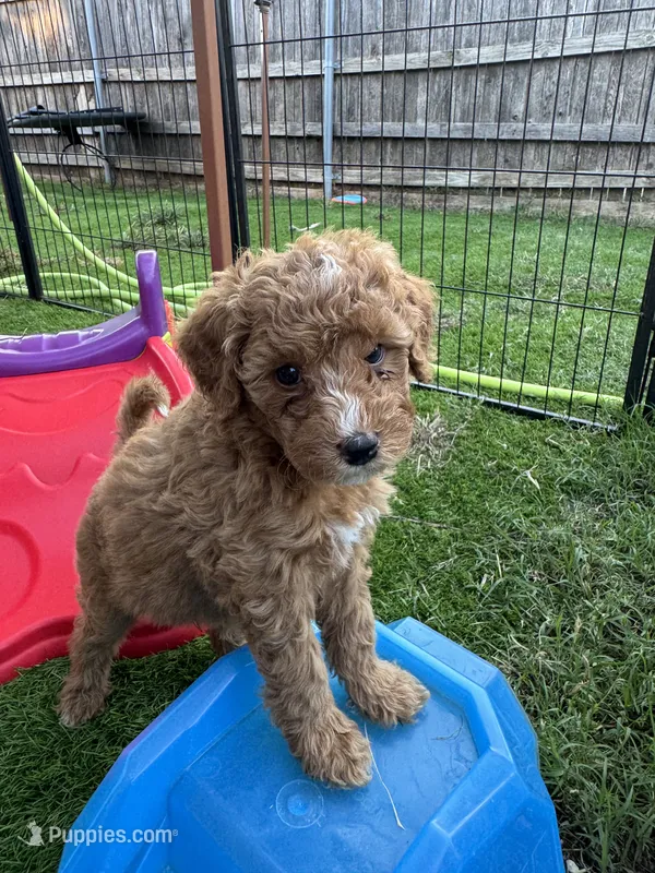 Romeo  – Aussiedoodle, Miniature Bernedoodle puppy for sale in Rowlett, TX