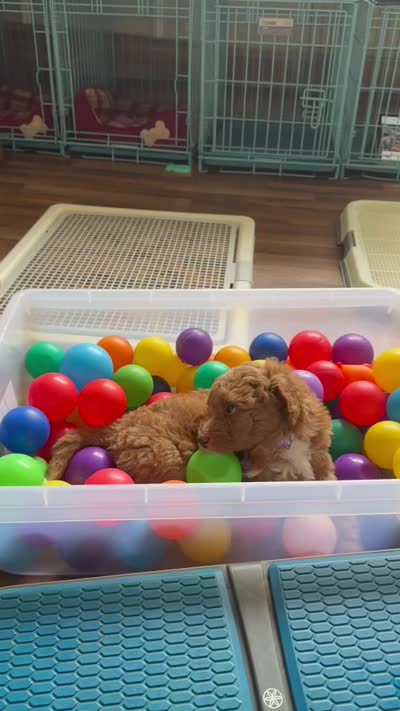 9 To 5, a male Aussiedoodle and Miniature Bernedoodle for sale in Rowlett, TX – 3 of 6
