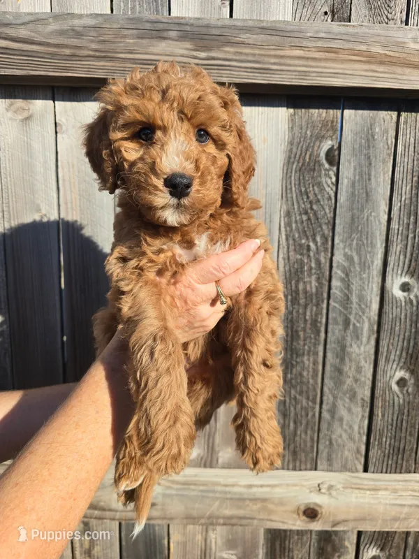 Romeo  – Aussiedoodle, Miniature Bernedoodle puppy for sale in Rowlett, TX