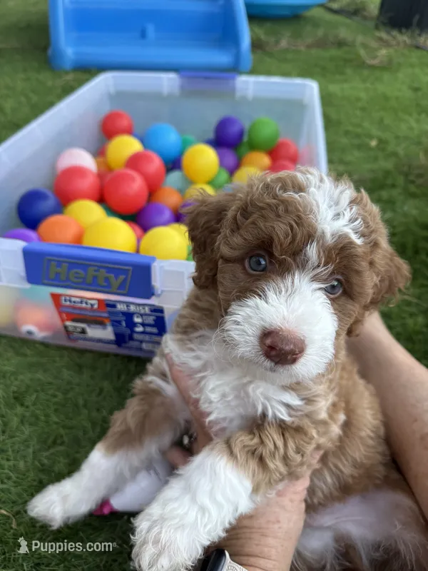 Joshua  – Aussiedoodle, Miniature Bernedoodle puppy for sale in Rowlett, TX