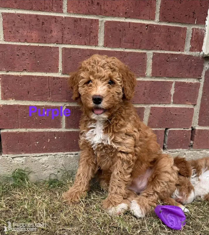 Jolene – Miniature Bernedoodle, Miniature Aussiedoodle puppy for sale in Rowlett, TX